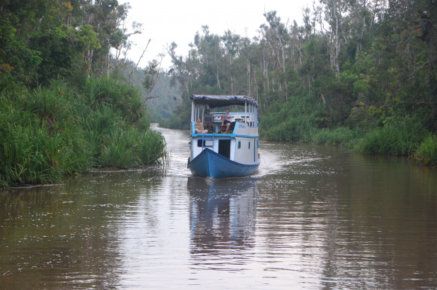  Tanjung  Puting National Park p  Kalimantan Indonesisk 